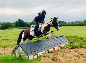 Irländsk sporthäst, Sto, 4 år, 158 cm, Pinto