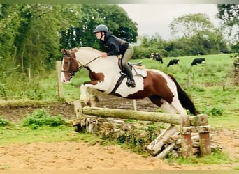 Irländsk sporthäst, Sto, 4 år, 158 cm, Pinto