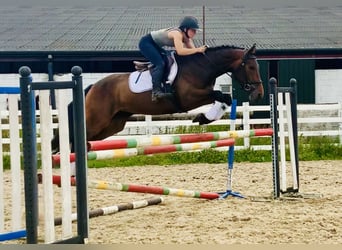Irländsk sporthäst, Sto, 4 år, 160 cm, Brun