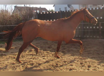 Irländsk sporthäst, Sto, 4 år, 160 cm, fux