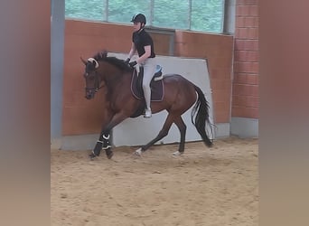 Irländsk sporthäst, Sto, 4 år, 164 cm, Brun