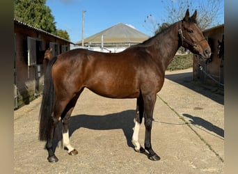 Irish Sport Horse, Stute, 4 Jahre, 166 cm, Brauner