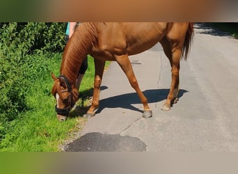 Irländsk sporthäst, Sto, 5 år, 158 cm, fux
