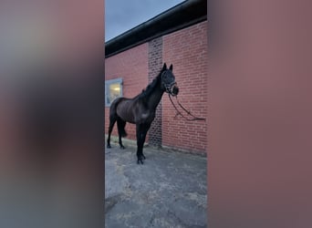 Irländsk sporthäst, Sto, 5 år, 160 cm