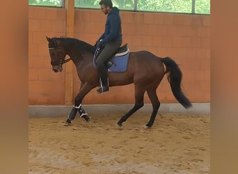 Irländsk sporthäst, Sto, 5 år, 162 cm, Brun