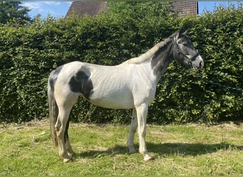 Irländsk sporthäst, Sto, 5 år, 162 cm