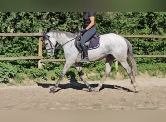 Irish Sport Horse, Stute, 5 Jahre, 162 cm, Apfelschimmel