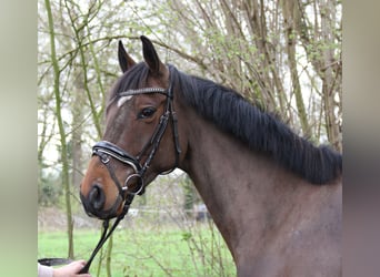 Irländsk sporthäst, Sto, 5 år, 162 cm, Rökfärgad svart