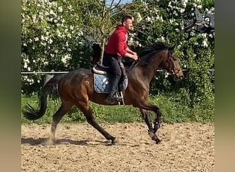 Irländsk sporthäst, Sto, 5 år, 163 cm, Mörkbrun