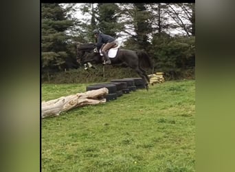 Irländsk sporthäst, Sto, 5 år, 165 cm, Brun