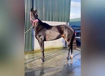 Irländsk sporthäst, Sto, 5 år, 165 cm, Brun
