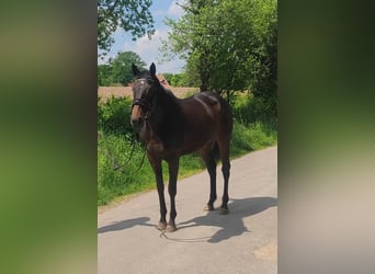 Irländsk sporthäst, Sto, 5 år, 165 cm, Mörkbrun