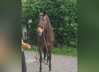 Irländsk sporthäst, Sto, 5 år, 165 cm, Mörkbrun