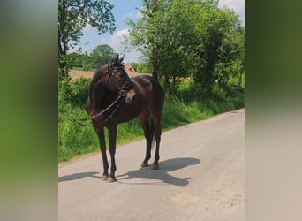 Irländsk sporthäst, Sto, 5 år, 165 cm, Mörkbrun