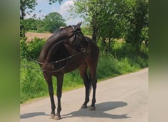 Irländsk sporthäst, Sto, 5 år, 165 cm, Mörkbrun