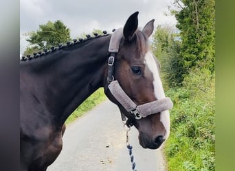 Irländsk sporthäst, Sto, 5 år, 165 cm, Svart