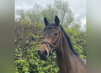 Irländsk sporthäst, Sto, 5 år, 168 cm, Mörkbrun