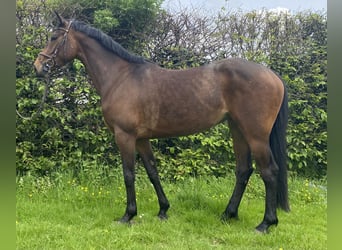 Irländsk sporthäst, Sto, 5 år, 168 cm, Mörkbrun