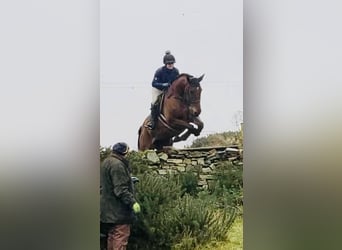 Irländsk sporthäst, Sto, 5 år, 173 cm