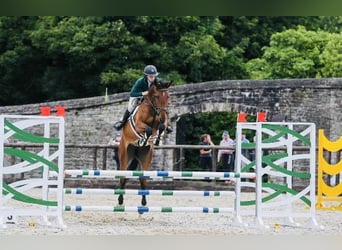 Irländsk sporthäst, Sto, 5 år, 173 cm
