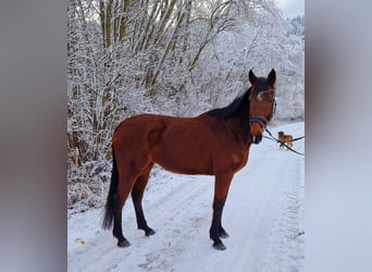 Irländsk sporthäst, Sto, 6 år, 153 cm, Brun