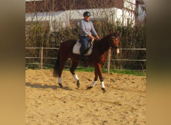 Irländsk sporthäst, Sto, 6 år, 157 cm, Brun
