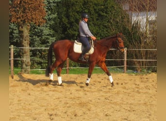 Irländsk sporthäst, Sto, 6 år, 157 cm, Brun