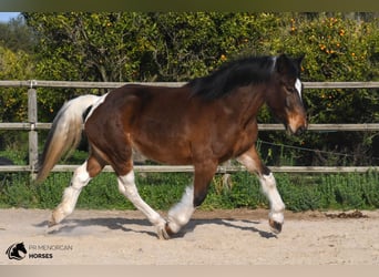 Irländsk sporthäst Blandning, Sto, 6 år, 158 cm, Pinto