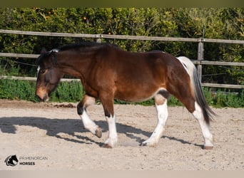 Irländsk sporthäst Blandning, Sto, 6 år, 158 cm, Pinto