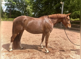 Irländsk sporthäst, Sto, 6 år, 160 cm, fux