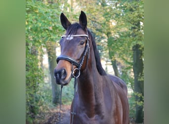Irländsk sporthäst, Sto, 6 år, 160 cm, Rökfärgad svart