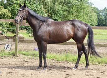 Irländsk sporthäst, Sto, 6 år, 162 cm, Svart