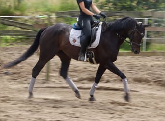 Irländsk sporthäst, Sto, 6 år, 162 cm, Svart