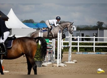 Irländsk sporthäst, Sto, 6 år, 163 cm, Gråskimmel
