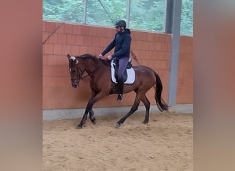 Irländsk sporthäst, Sto, 6 år, 164 cm, Brun