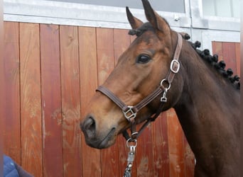 Irländsk sporthäst, Sto, 7 år, 155 cm