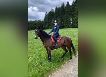 Irländsk sporthäst, Sto, 7 år, 162 cm, Mörkbrun