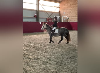 Irländsk sporthäst, Sto, 8 år, 115 cm, Grå-blå-brun