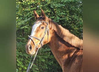 Irish Sport Horse, Stute, 9 Jahre, 160 cm, Fuchs