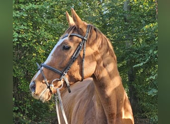 Irish Sport Horse, Stute, 9 Jahre, 160 cm, Fuchs