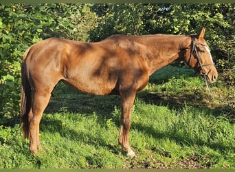 Irish Sport Horse, Stute, 9 Jahre, 160 cm, Fuchs