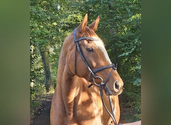 Irish Sport Horse, Stute, 9 Jahre, 160 cm, Fuchs