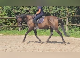 Irländsk sporthäst, Valack, 11 år, 162 cm, Rökfärgad svart