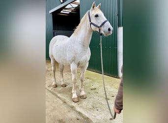 Irländsk sporthäst, Valack, 12 år, 166 cm, Grå