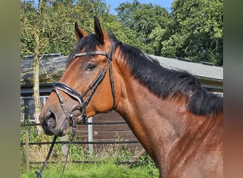 Irländsk sporthäst, Valack, 3 år, 169 cm, Brun