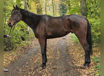 Irländsk sporthäst, Valack, 3 år, 172 cm, Rökfärgad svart