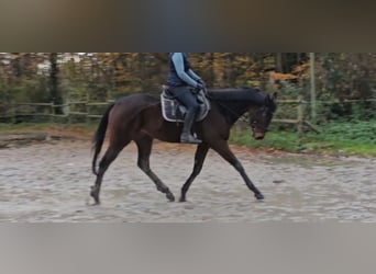 Irländsk sporthäst, Valack, 3 år, 172 cm, Rökfärgad svart