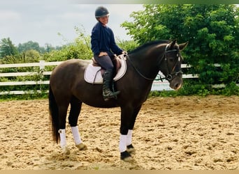 Irländsk sporthäst, Valack, 4 år, 158 cm, Svart