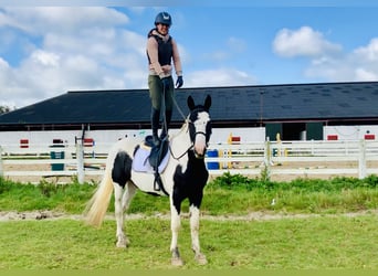 Irländsk sporthäst, Valack, 4 år, 162 cm, Pinto