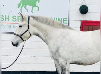 Irish Sport Horse, Wallach, 4 Jahre, 165 cm, Schimmel